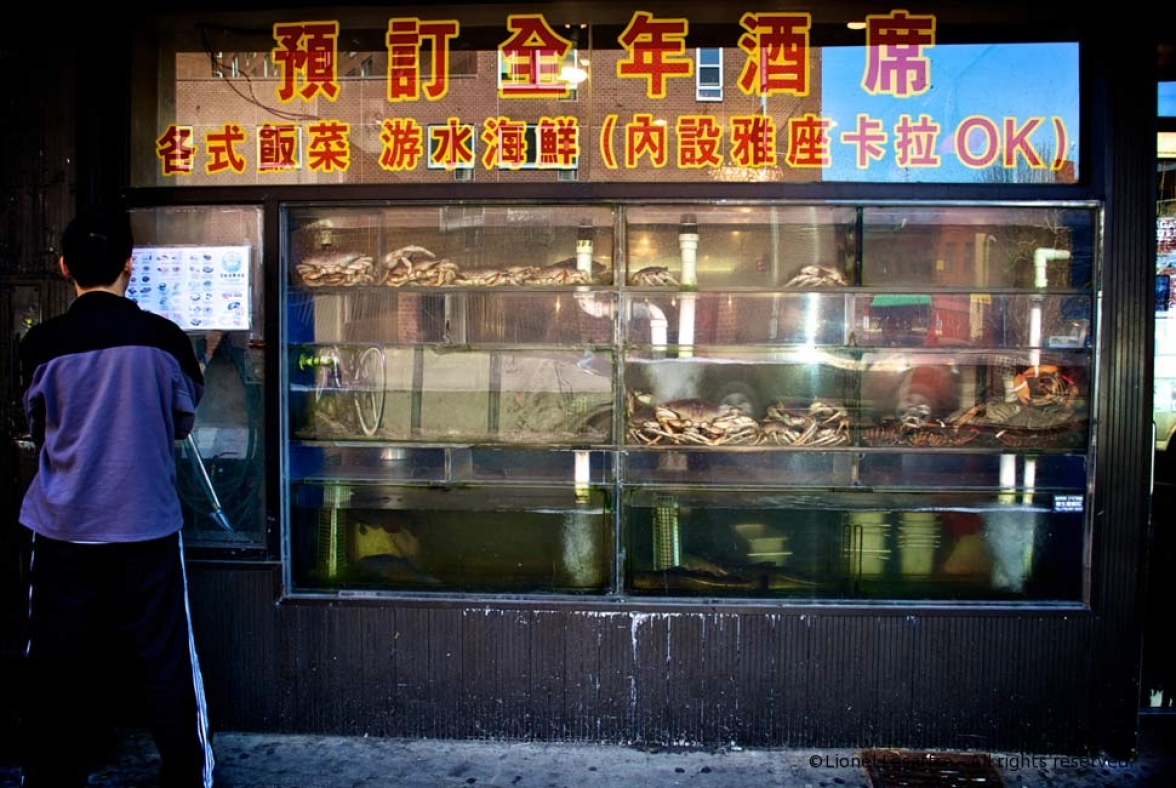 http://herpeton.fr/files/gimgs/th-10_28_nyc.jpg