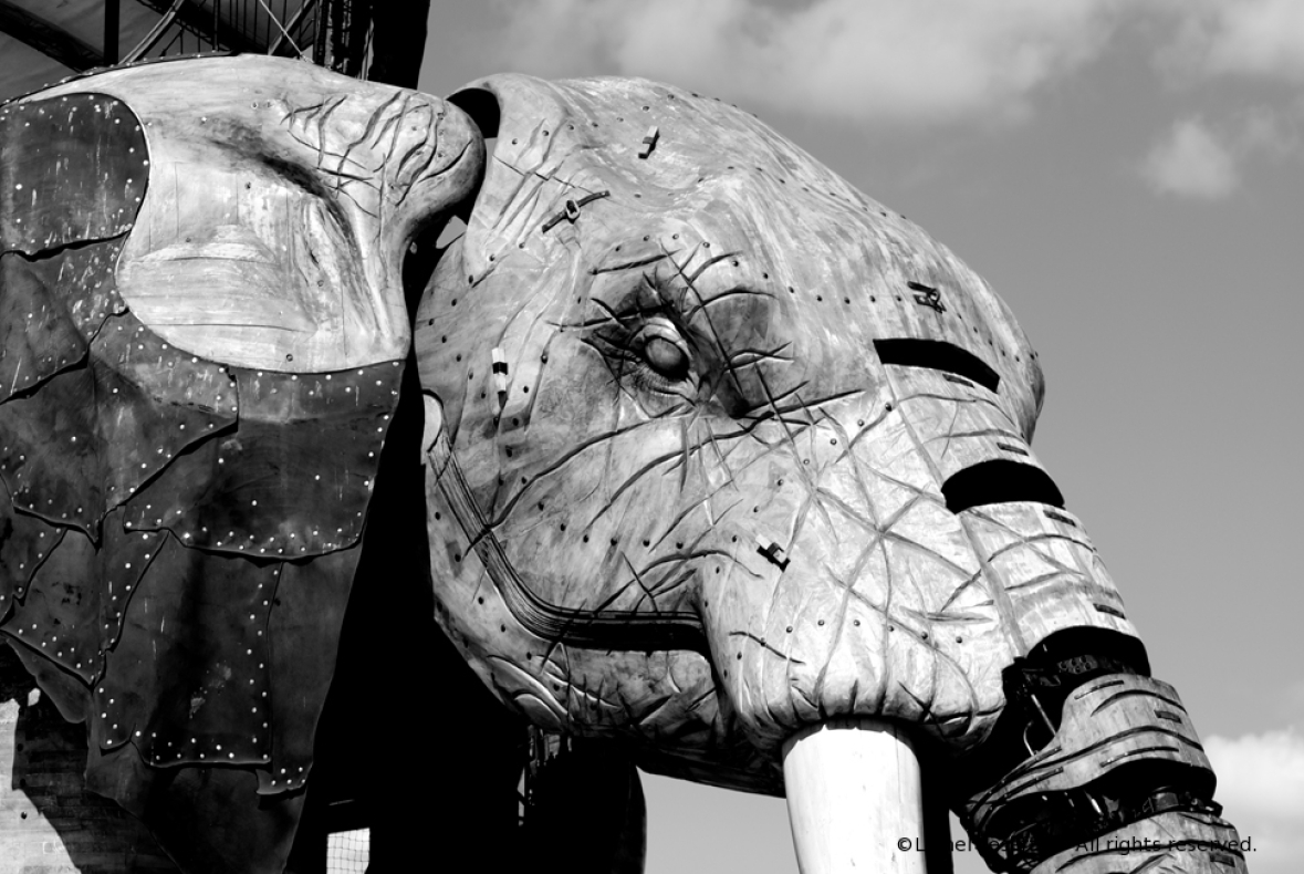 http://herpeton.fr/files/gimgs/th-7_16_meca-elephant-copie.jpg