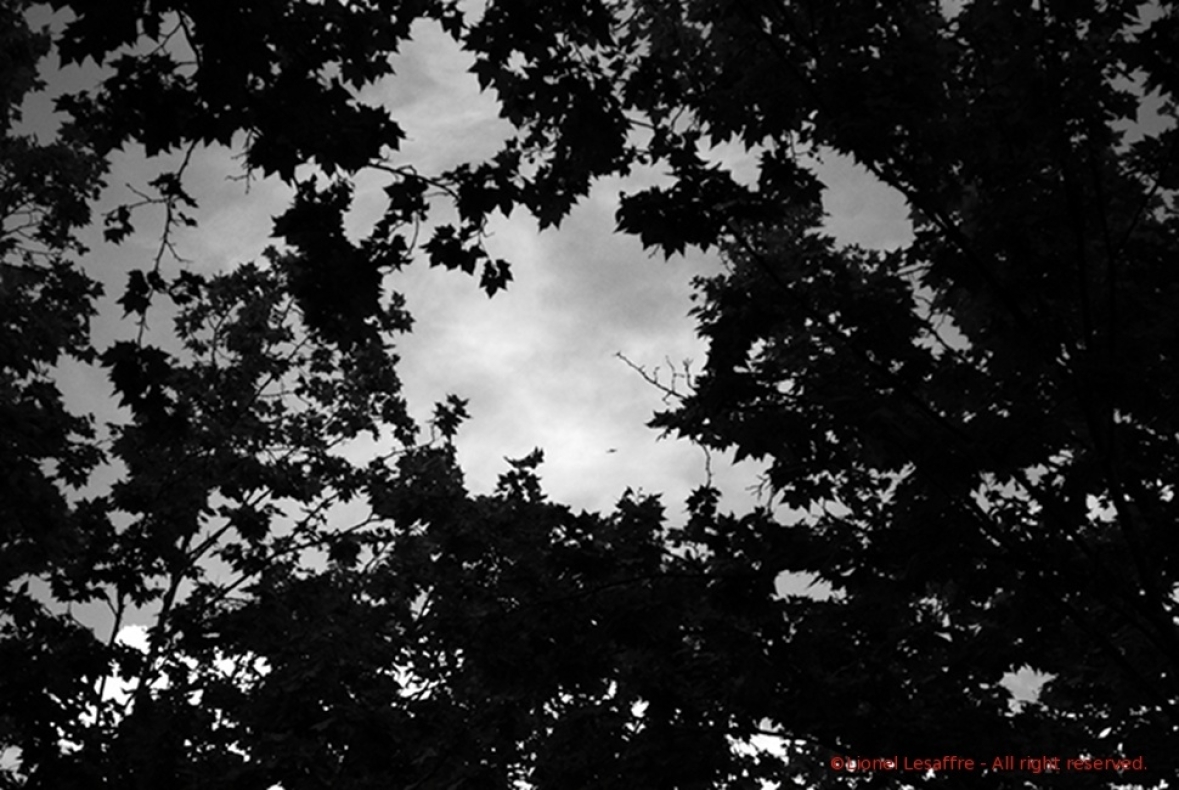 http://herpeton.fr/files/gimgs/th-7_16_final-trees.jpg
