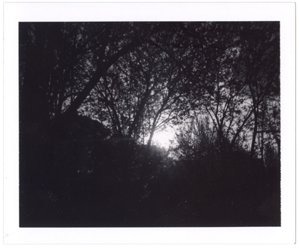 http://herpeton.fr/files/gimgs/th-8_3_sunday-evening_v2.jpg