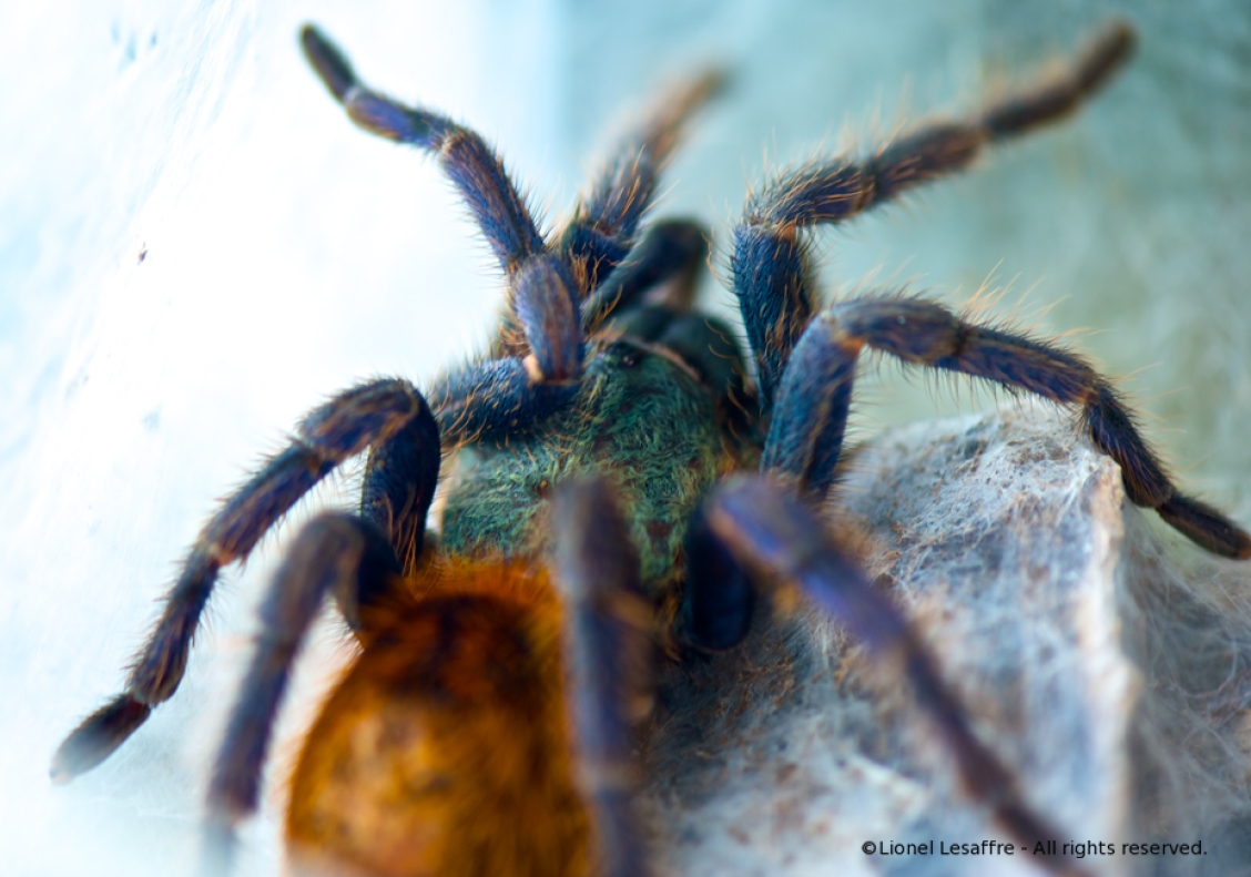 http://herpeton.fr/files/gimgs/th-2_20_dsc4509---version-3.jpg