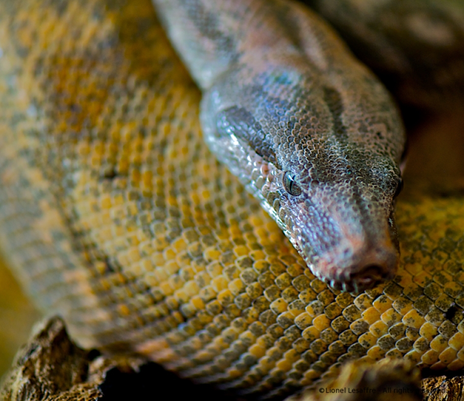 http://herpeton.fr/files/gimgs/th-2_19_dsc4876---version-3.jpg