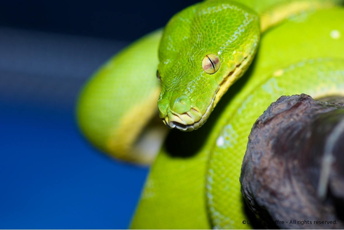 http://herpeton.fr/files/gimgs/th-2_9_moreilia1.jpg