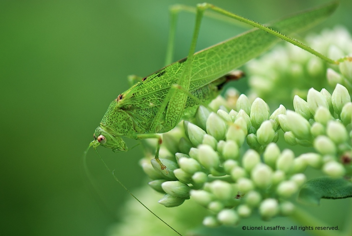 http://herpeton.fr/files/gimgs/th-2_20_tettigonia-viridissima-larve_v2.jpg
