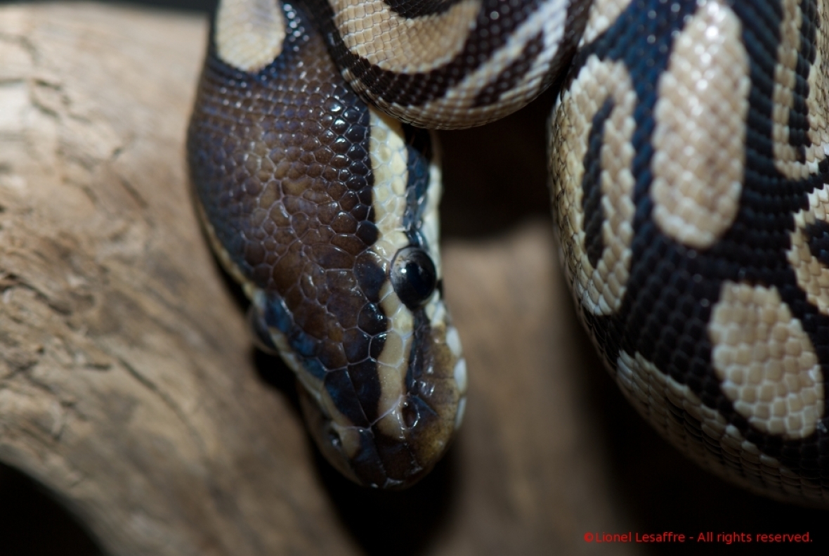 http://herpeton.fr/files/gimgs/th-2_9_royal1.jpg