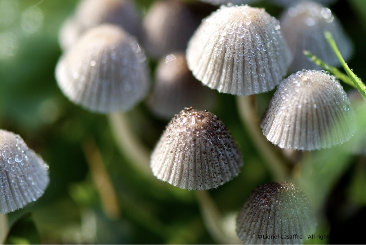 http://herpeton.fr/files/gimgs/th-2_24_shrooms1.jpg