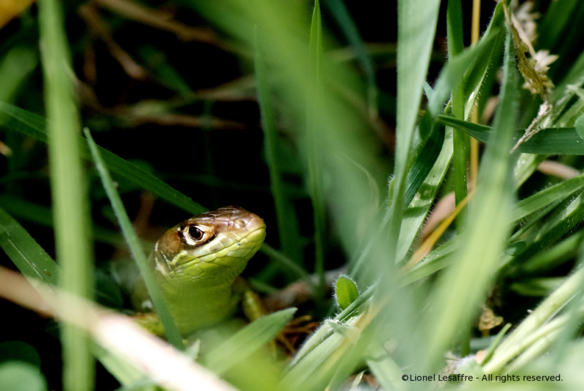 http://herpeton.fr/files/gimgs/th-2_19_lacerta-copie.jpg