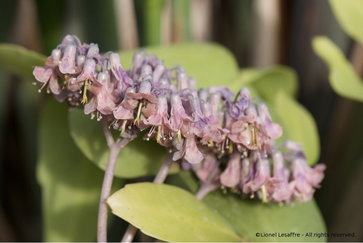 http://herpeton.fr/files/gimgs/th-2_21_bryophyllum.jpg
